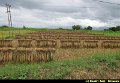 Boudry Andy - Magnifique Birmanie - 255